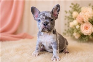Misou - puppy for sale
