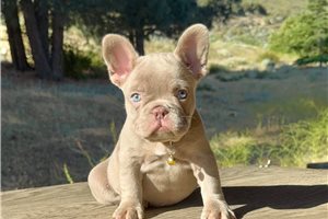 Dubai | Puppies For Sale at Pawrade