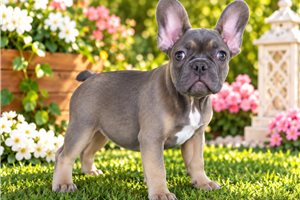 Dumpling - French Bulldog for sale
