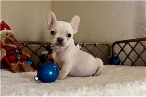 Latte - puppy for sale