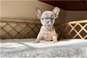 Java - puppy for sale