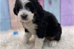 Trinity - Bernedoodle for sale