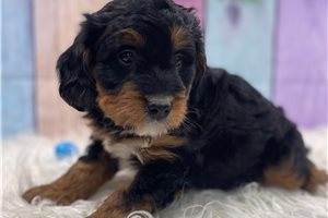 Thomas - Bernedoodle for sale