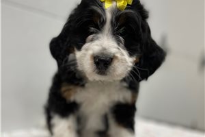 Trinity - Bernedoodle for sale
