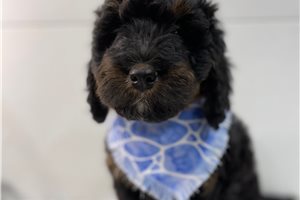 Theodore - Bernedoodle for sale