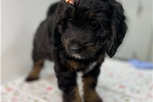 Teagan - puppy for sale