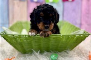 Thomas - Bernedoodle for sale