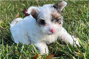 Claire - Chorkie for sale