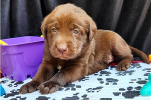 Alfie - Labrador Retriever for sale