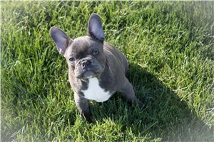 Puck - Frenchton for sale