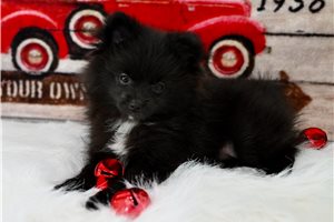 Josephine - Pomeranian for sale