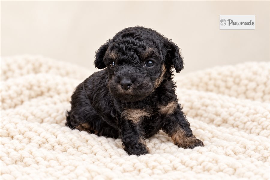 Betsy - Toy Poodle for sale