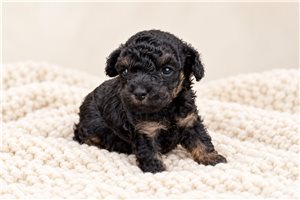 Betsy - puppy for sale