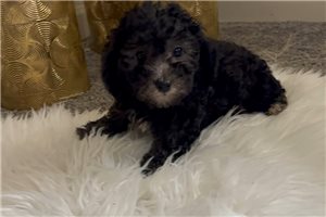 Amelia - Toy Poodle for sale