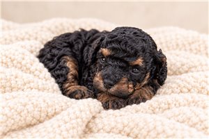 Bristol - Toy Poodle for sale