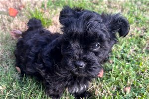 Arnold - Yorkiepoo - Yorkie Poo, placed in Greenville / Upstate