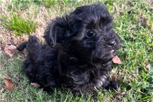 Angelica - Yorkiepoo - Yorkie Poo, placed in Greenville / Upstate