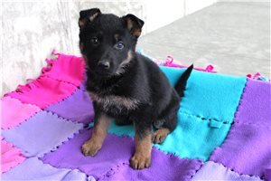 Hunter - German Shepherd for sale