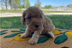 Nathan - Cavapoo for sale