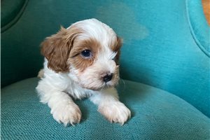 Nola - puppy for sale