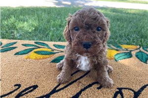Newton - puppy for sale
