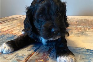 Misha - puppy for sale