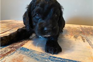Mitchell - Cockapoo for sale