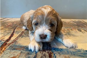Remy - Cockapoo for sale