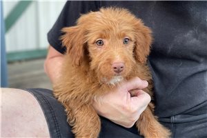 Sylvester - Aussiedoodle for sale