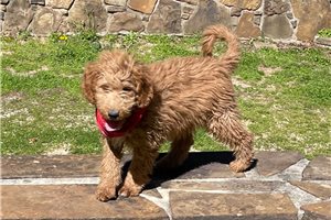 Sully - Aussiedoodle for sale