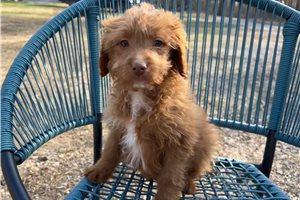 Sylvester - Aussiedoodle for sale