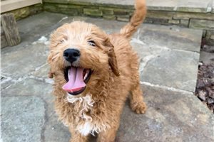 Sully - Aussiedoodle for sale