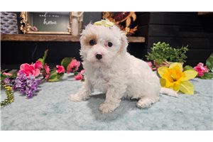 Victoria - puppy for sale