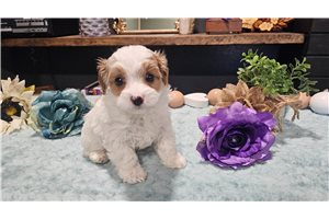Vernon - puppy for sale
