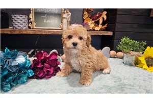 Vance - puppy for sale