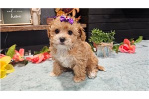 Vanna - puppy for sale