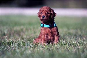 Nolan - puppy for sale