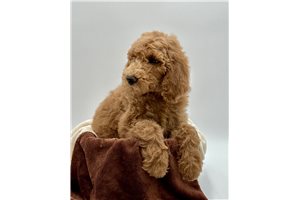 Norah - puppy for sale