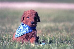 Nicholas - puppy for sale