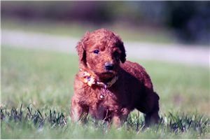 Nevaeh - Poodle, Standard for sale