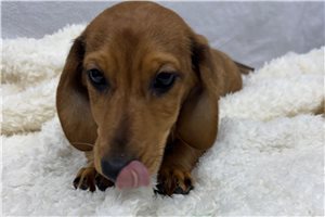 Austin - Dachshund, Mini for sale