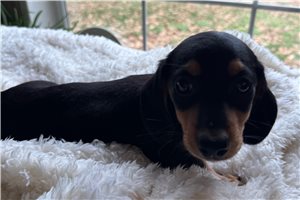 Brooke - Dachshund, Mini for sale