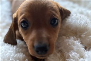 Blazer - Dachshund, Mini for sale