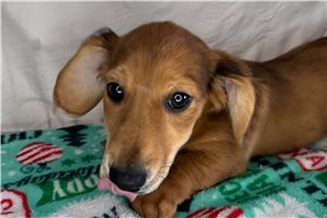 Aubrey - Dachshund, Mini for sale