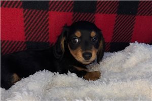 Aspen - Dachshund, Mini for sale