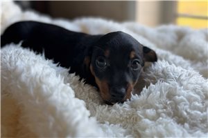 Bleu - Dachshund, Mini for sale