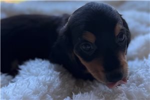 Bleven - Dachshund, Mini for sale