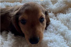 Blank - Dachshund, Mini for sale