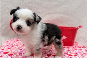 Vale - Australian Shepherd for sale