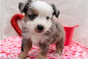 Comet - Australian Shepherd for sale